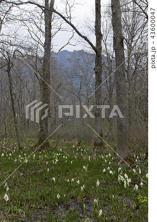 戸隠森林植物園の水芭蕉の群生／長野県長野市 43600047