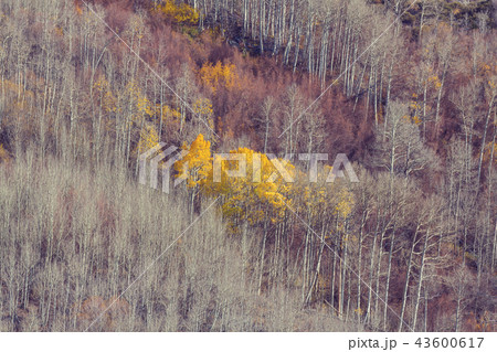 Autumn forest Autumn forest 43600617