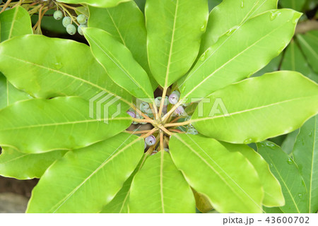 エゾユズリハの葉と実 43600702