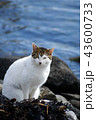 海岸の猫 43600733
