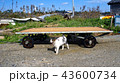 能登の猫 43600734