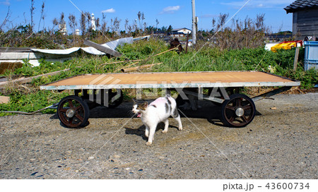 能登の猫 43600734