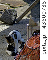 離島の親子猫 43600735