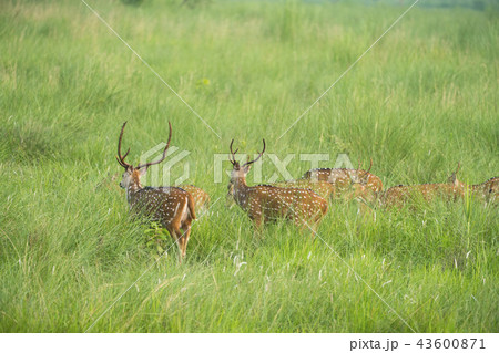 Sika or spotted deers herd in the elephant grass Sika or spotted deers herd in the elephant grass 43600871