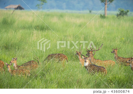 Sika or spotted deers herd in the elephant grass 43600874