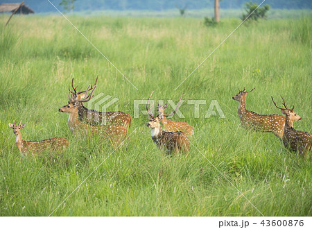 Sika or spotted deers herd in the elephant grass Sika or spotted deers herd in the elephant grass 43600876