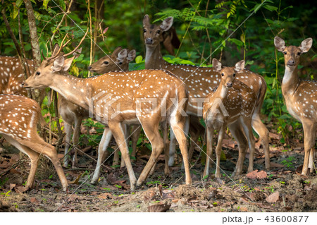 Sika or spotted deers herd in the jungle 43600877