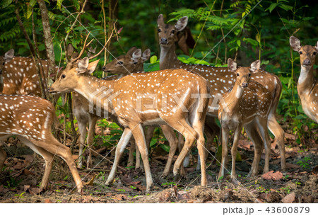 Sika or spotted deers herd in the jungle Sika or spotted deers herd in the jungle 43600879