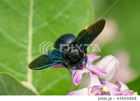 Xylocopa valga or carpenter bee on Apple of Sodom 43600888
