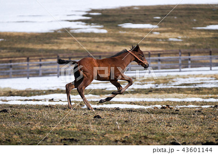 疾走する仔馬 疾走する仔馬 43601144