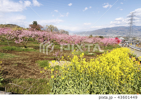 田園風景（山梨県、笛吹市、桃源郷、春編） 43601449