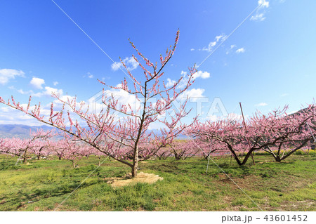 田園風景 山梨県 笛吹市 桃源郷 春編 の写真素材