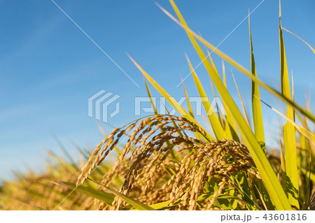 収穫時期を迎えた「みずかがみ」と青空のコピースペース 43601816