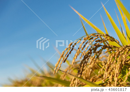 収穫時期を迎えた「みずかがみ」と青空のコピースペース 43601817