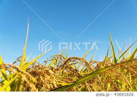 収穫時期を迎えた「みずかがみ」と青空のコピースペース 43601826