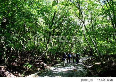 吉部登山口から坊ヶつるへのトレッキングコース 秋の気配を感じる季節 吉部登山口から坊ヶつるへのトレッキングコース 秋の気配を感じる季節 43601830