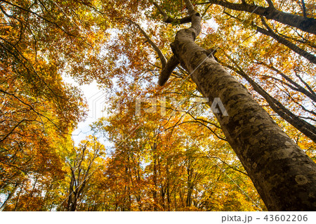 長野県 カヤの平高原 長野県 カヤの平高原 43602206