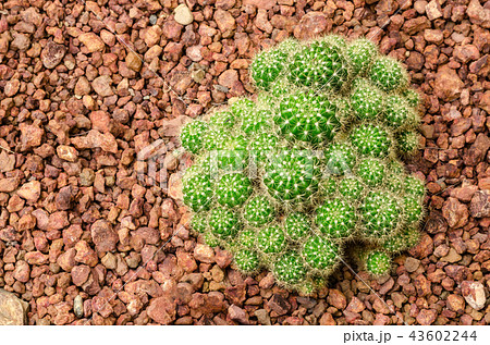 Echinopsis Calochlora Echinopsis Calochlora 43602244
