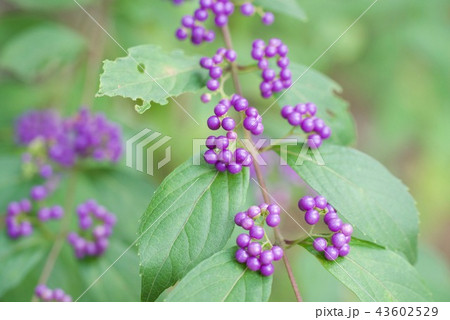 ムラサキシキブ ムラサキシキブ 43602529