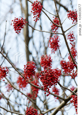 イイギリの実 43603077