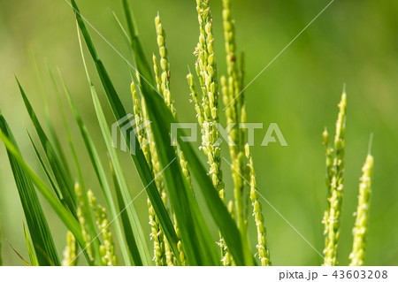 開花する「水かがみ」 43603208