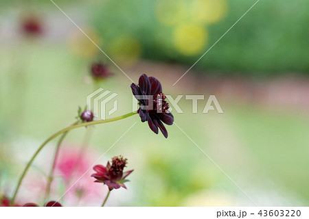 チョコレートコスモス チョコレートコスモス 43603220