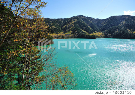 志賀高原（大沼池） 43603410