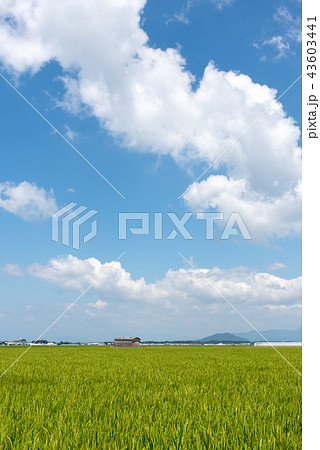 稲穂が出始めるころの水田地帯 43603441