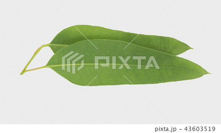 eucalyptus isolated on gray background eucalyptus isolated on gray background 43603519
