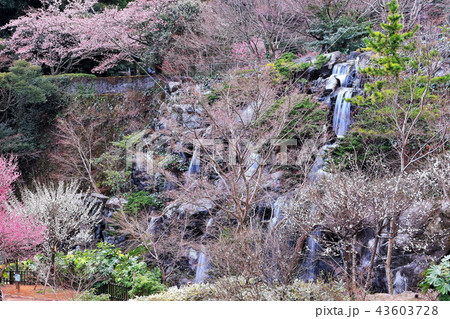 新緑の熱海梅園 43603728