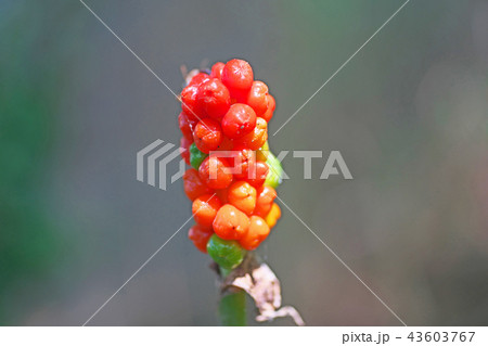 マムシグサの赤い実（夏、七月） 43603767