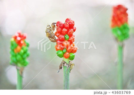 オレンジ色のマムシグサの実（夏、七月） 43603769