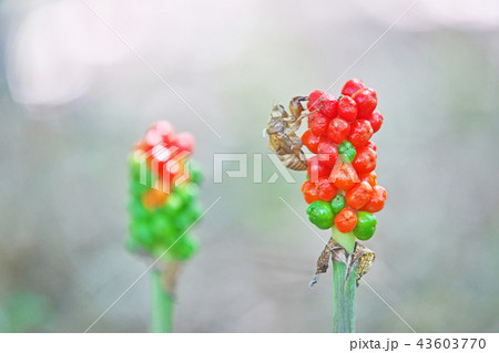 オレンジ色のマムシグサの実（夏、七月） 43603770