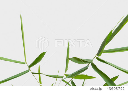 bamboo isolated on gray background 43603792