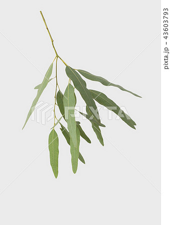 eucalyptus isolated on gray background 43603793