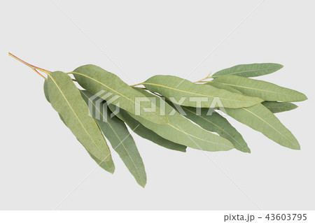 eucalyptus isolated on gray background 43603795