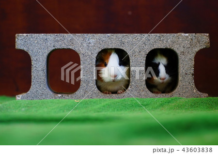 ブロック家 43603838