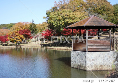 北山公園の紅葉 北山公園の紅葉 43604287