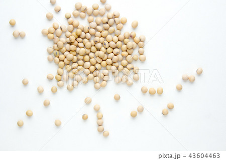 soybean on gray color background. top view. 43604463