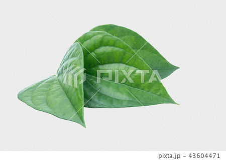 Green betel leaf isolated on the gary background Green betel leaf isolated on the gary background 43604471