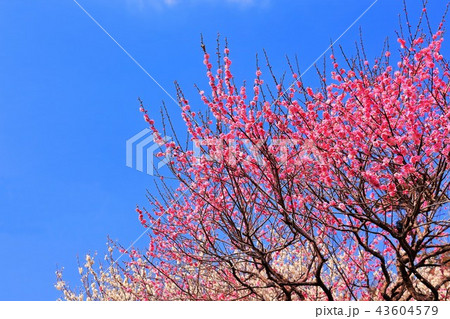 快晴の青空と紅白の梅の花 快晴の青空と紅白の梅の花 43604579