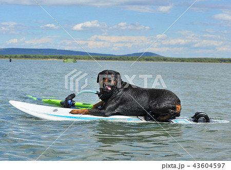 rottweiler on windsurf 43604597