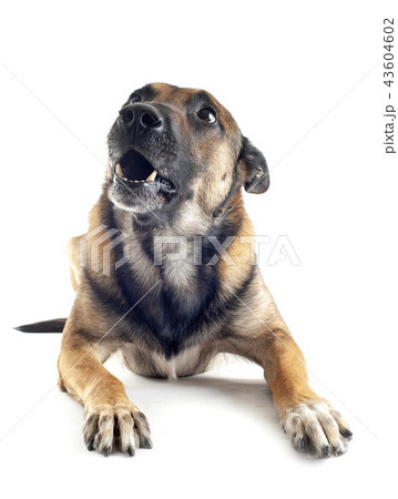 malinois in studio malinois in studio 43604602