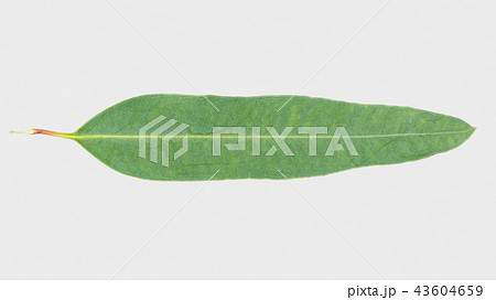 eucalyptus isolated on gray background eucalyptus isolated on gray background 43604659