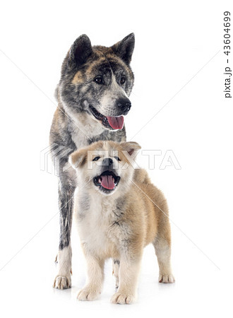 akita inu in studio 43604699