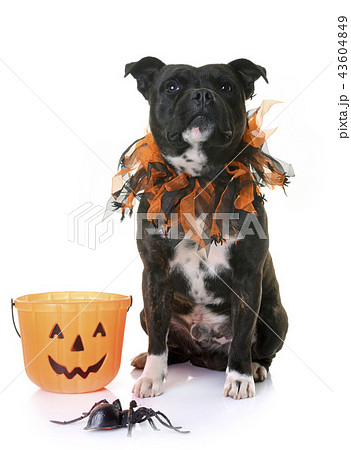 staffordshire bull terrier 43604849