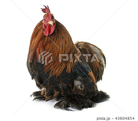 pekin chicken in studio pekin chicken in studio 43604854