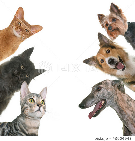 group of pet 43604943