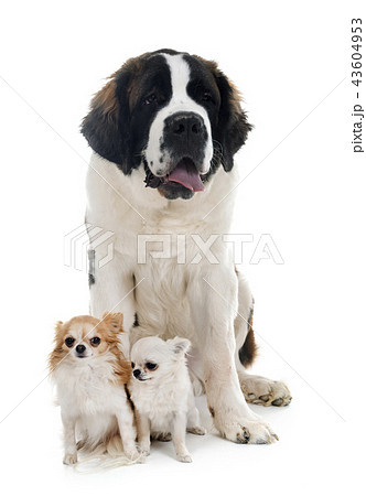 young saint bernard and chihuahuas young saint bernard and chihuahuas 43604953