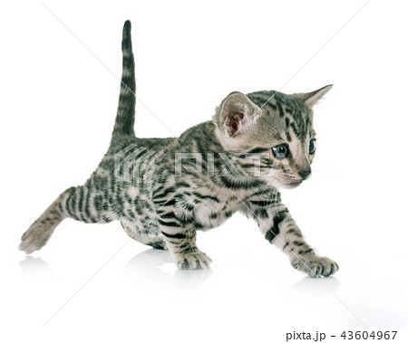 bengal kitten in studio 43604967